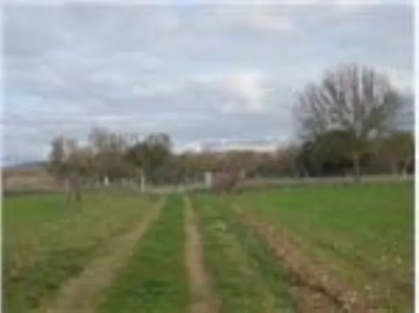 Parcela con Nave en Agueda, Ciudad Rodrigo - foto 6