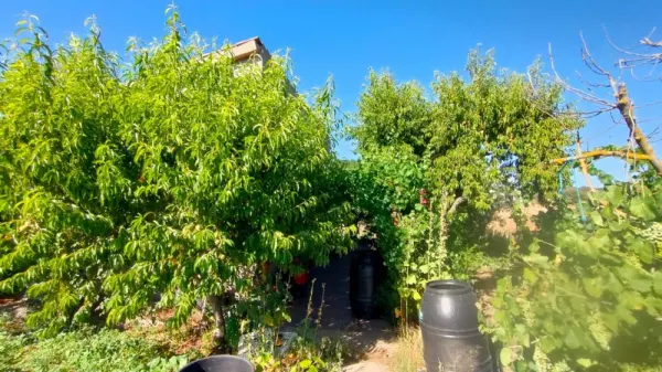 Huerta con Casa en Ciudad Rodrigo - foto 18
